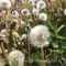 Bouncy Ball - Eli Rosenblatt lyrics