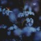 Anima - Shacklo lyrics