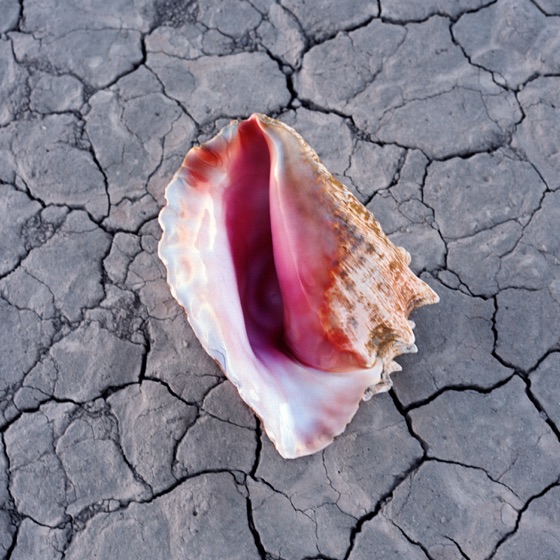 Cover artwork for The Man