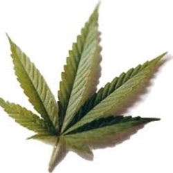 CANNABIS 3 Problemas sin MISTERIO en cultivo indoor de marihuana en armario con frío, oídio y nutrientes