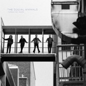Social Animals - Bird of Mine
