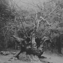 Bondarev - One Night in Jungle
