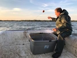 Gravy Shad Stories The Ebb And Flow Of The Founding Fish - 