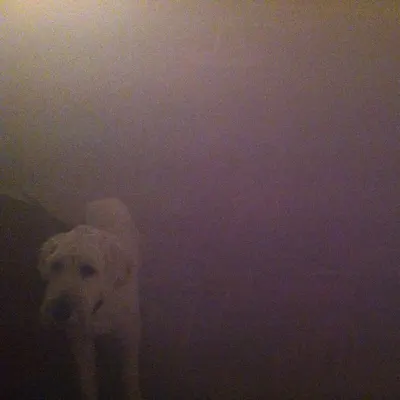 Dog in the Fog ("Replica" Collaborations & Remixes) - EP - Oneohtrix Point Never Dog in the Fog ("Replica" Collaborations & Remixes) - EP - Oneohtrix Point Never