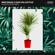 Always on My Mind - Mike Mago & Dog Collective