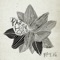 Wild Flower - Park Hyo Shin lyrics