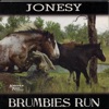 Brumbies Run, 2010