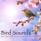 Music for Dreaming - Bird Songs Nature Music Specialists lyrics