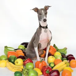 Excellent Italian Greyhound - Shellac