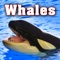 Humpback Whale Calls & Grunts artwork