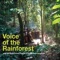 Angbindi - Baka Forest People Of Southeast Cameroon lyrics