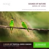 Roberto Aval - 02
