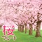 桜の季節 artwork