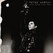Peter Murphy - Cuts You Up (Live)
