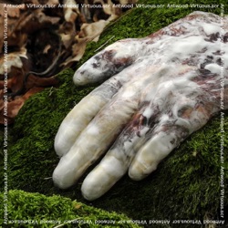 Antwood - Yontoo How to Get Rid