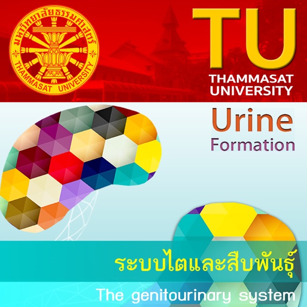MD215 : ระบบไตและสืบพันธ์ุ  (The genitourinary system) cover