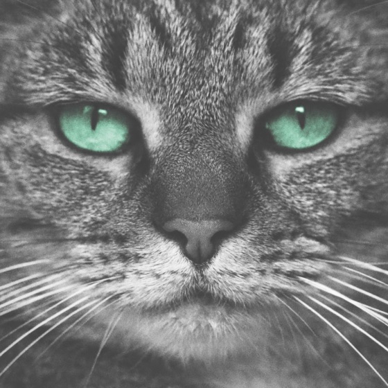 Cover artwork for Kitty