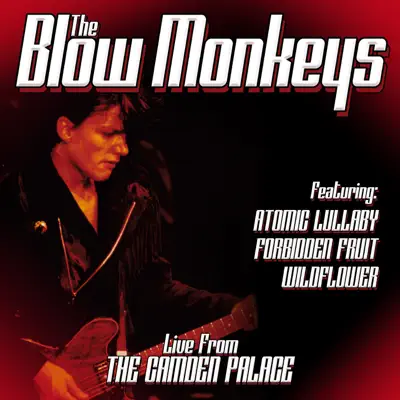 Live From London (Live) - The Blow Monkeys
