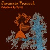 Javanese Peacock, 2011