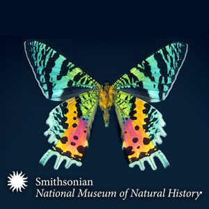Insects & their Allies