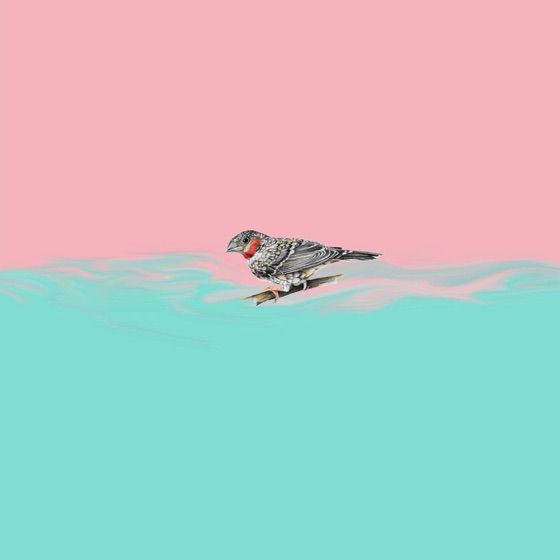 Cover artwork for Owls