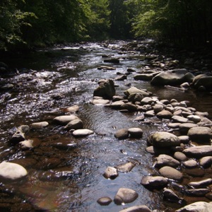 Fly Fishing for Beginners