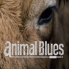 Animal Blues - I Feel so Good