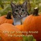 Kitty Cat Sneaking Around the Pumpkin Patch - Happy Halloween Music lyrics