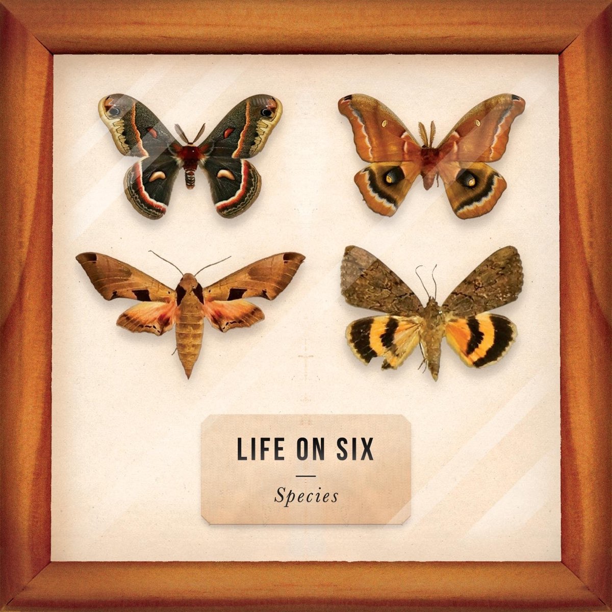 Special life. Six album.