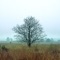 Gallows Tree (feat. John Blale) - Blu Acid lyrics