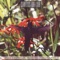Gira o Mundo - Cristina Tati lyrics