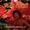 barthelemy - te pua itie