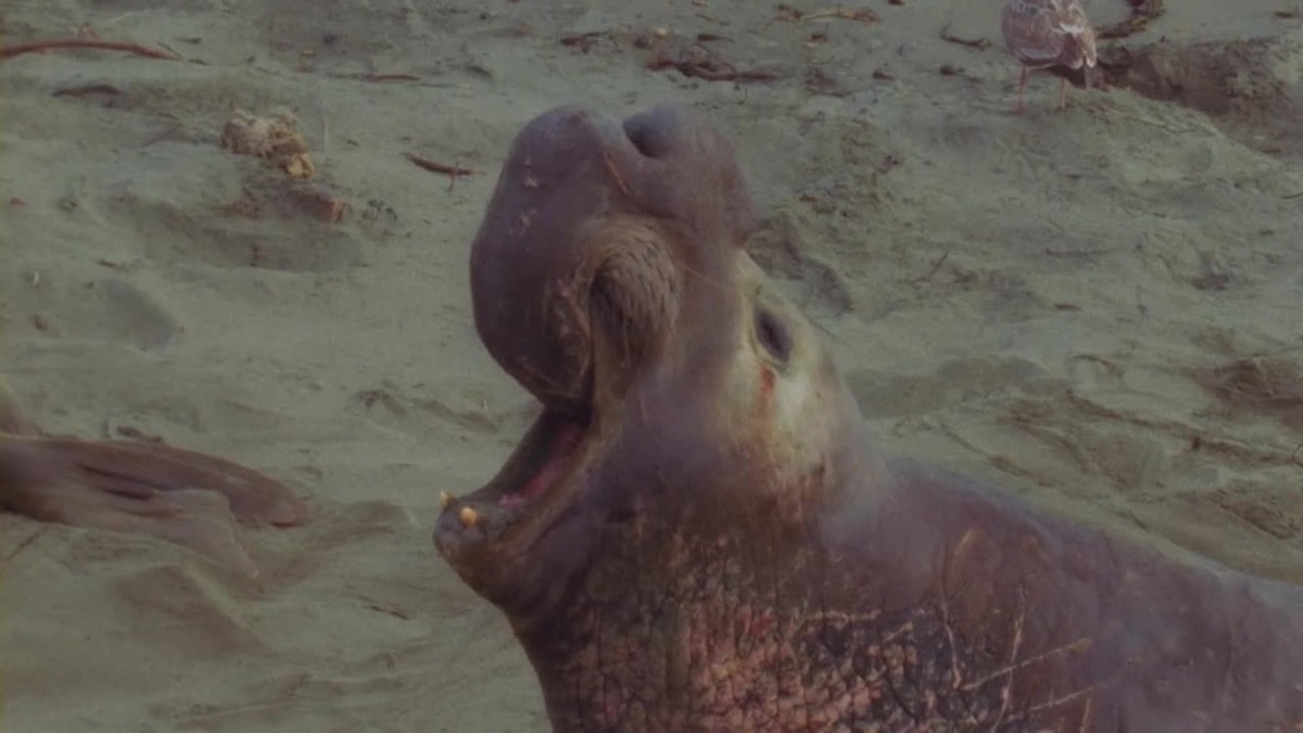 under-the-sea-world-s-weirdest-animal-faces-season-1-episode-2