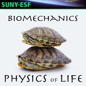 Biomechanics - Physics of Life