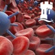 T cell-mediated immunity - 3