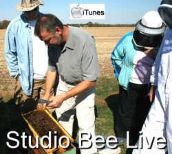 Studio Bee Live