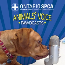 Adoption tips for the holiday season - Animals Voice Pawdcast - Season 7, Episode 13