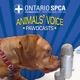 Emerging Spring: Pet Safety Tips you need to know - Animals Voice Pawdcast - Season 8, Episode 4