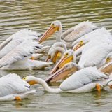 Pelicans Go Fishing