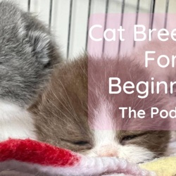 The Cat Breeding For Beginners Podcast