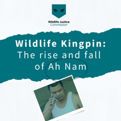 Introducing Season 2 of Wildlife Kingpin: Operation Dragon