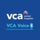 VCA Voice: A Veterinary Podcast 