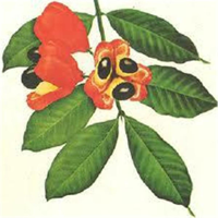 Jamaican Diaspora Radio podcast
