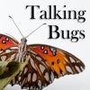 Talking Bugs artwork