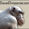 ShavedChimpanzee Podcast artwork