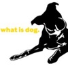 What is dog artwork