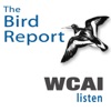 Weekly Bird Report on WCAI artwork