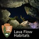 Lava Flow Habitats: The Wildlife and Geology of Craters of the Moon National Park