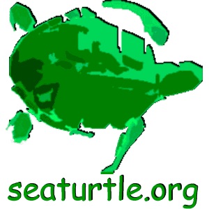 Sea Turtle Multimedia Guide Artwork