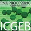 Rna Processing artwork